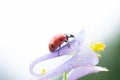 Single spotted red ladybug on fragile purple flower, copy space. Concept