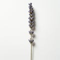 A single sprig of lavender (Lavandula) is placed against a plain white background. The Royalty Free Stock Photo