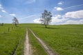 Single spring birch tree and blue sky with white clouds Royalty Free Stock Photo