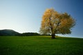 Single spring cherry tree