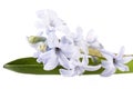 Single spring flower of lilac Hyacinth on white background