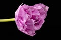 Single spring flower of pink tulip isolated on black background, close up Royalty Free Stock Photo