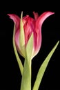 Single spring flower red tulip isolated on black background, close up. Royalty Free Stock Photo