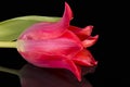 Single spring flower of red tulip isolated on black background, close up Royalty Free Stock Photo