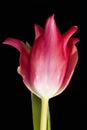 Single spring flower of red tulip isolated on black background, close up.