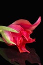 Single spring flower of red tulip isolated on black background, mirror reflection Royalty Free Stock Photo