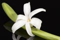 Single spring flower white Hyacinth isolated on black background