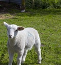 Single Spring Lamb Royalty Free Stock Photo