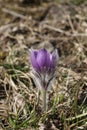 single spring Pasque flower on the meadow