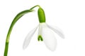 Single spring snowdrop flower Royalty Free Stock Photo