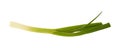 Single spring of spring onion