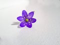 Single spring wildflower Anemone hepatica - Liverwort on white background