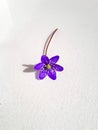 Single spring wildflower Anemone hepatica - Liverwort on white background