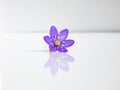 Single spring wildflower Anemone hepatica - Liverwort on white background