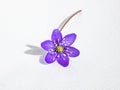 Single spring wildflower Anemone hepatica - Liverwort on white background