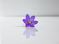 Single spring wildflower Anemone hepatica - Liverwort on white background