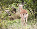 Single springbuck standing alone