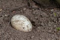 Single sprinkled egg in a sand hole for incubation or breeding in sand of reptiles and coldblooded animals like crocodiles Royalty Free Stock Photo