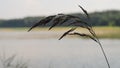 A single sprout of grass close-up against the background of the lake and the sky. Royalty Free Stock Photo