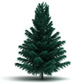 Single Spruce Pine Tree