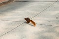 Single squirrel running from behind