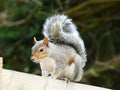 Single Squirrel sitting on the fence