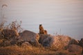 Single squirrel standing on rocks during a sunset