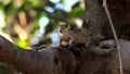 Single Squirrel standing on the tree