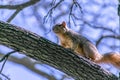 Single squirrel on tree branch
