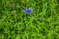 Single stalk of bachelor`s button with blue flower and buds closeup, isolated on green blurred background of meadow grass. Royalty Free Stock Photo