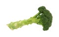 Single stalk broccoli side view Royalty Free Stock Photo