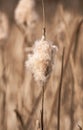 A single stalk of cattail shown closeup with detail in the fluff stage