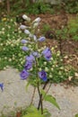 A single stalk of Delphinium with purple and blue flowers and buds growing in a garden