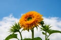 A goldy double sunflower shown high in the blue sky Royalty Free Stock Photo