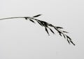 Single stalk of grass silhouette with dew drops Royalty Free Stock Photo