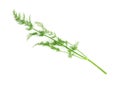 Single stalk of organic dill herb Royalty Free Stock Photo