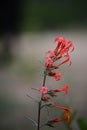 Red Skyrocket flower Scarlet Gilia Ipomopsis aggregata