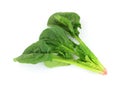 Single Stalk Spinach Royalty Free Stock Photo