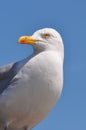 Single standing Seagull and blue sky