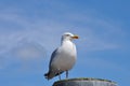 Single standing Seagull and blue sky