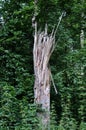 Shattered tree trunk standing in forest surrounded with nettles