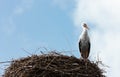 Single standing stork in her nest in spring season Royalty Free Stock Photo