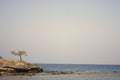 Single standing tree on sea shore Royalty Free Stock Photo