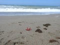 SINGLE STARFISH ON A BEACH OF THE MEDITERRANEAN SEA. Royalty Free Stock Photo