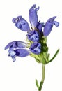 Single Stem of Bright Lavender-Blue Flowers Royalty Free Stock Photo