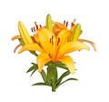 Single stem with bright orange lily flowers isolated