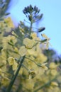 Broccoli Flowers Royalty Free Stock Photo