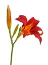 Single stem and buds plus red and yellow flower of a daylily iso