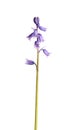 Single stem of English bluebells