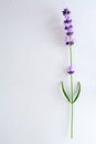 Single stem of english munstead lavender Royalty Free Stock Photo